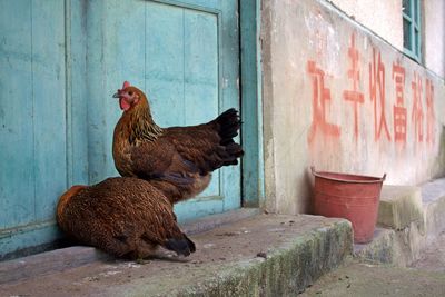 Chickens in an asiatic farm