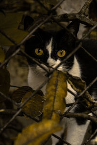 Close-up portrait of a cat