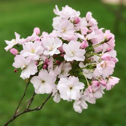 Close-up of fresh pink flowers on tree