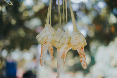 Ketupat or rice dumpling is traditional food in malaysia during eid celebration. 