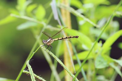 Close-up of insect on plant