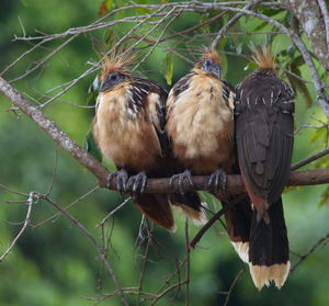 Close-up of birds perching on branch