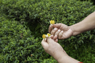 Close-up of hand holding flower on plant