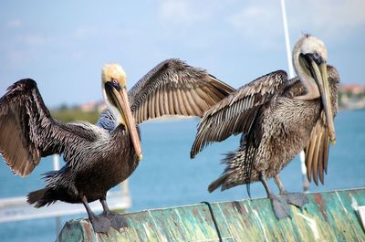 Pelicans perching on wood against lake