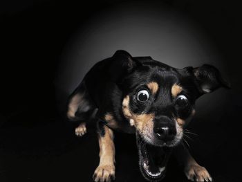Close-up portrait of a dog