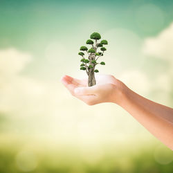 Cropped image of hand holding small plant