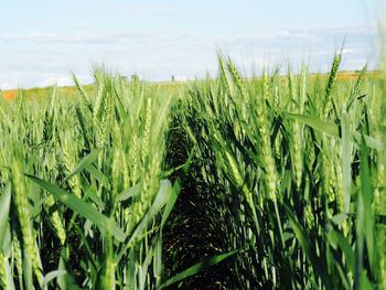 Close-up of wheat field