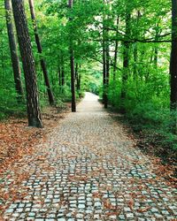 Footpath passing through forest