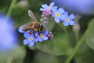 Close-up of bee pollinating on purple flower