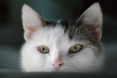 Close-up portrait of a white cat