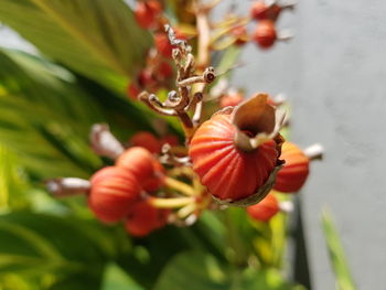 Close-up of red flowering plant