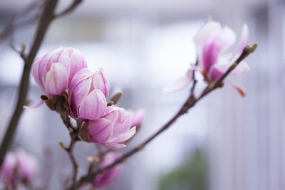 Close-up of pink flowers blooming on tree