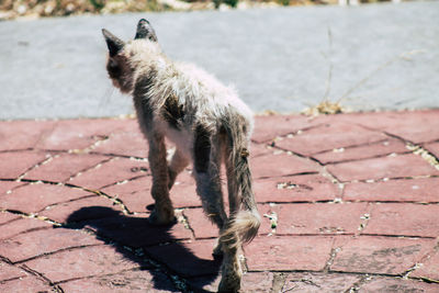 Dog standing on footpath