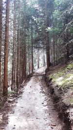 Dirt road amidst trees in forest