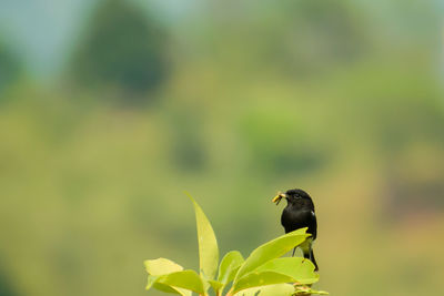 Close-up of bird perching on plant