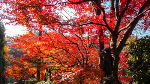 Low angle view of trees in park during autumn