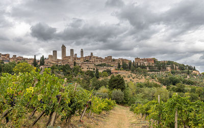 Vineyards of san gimignano