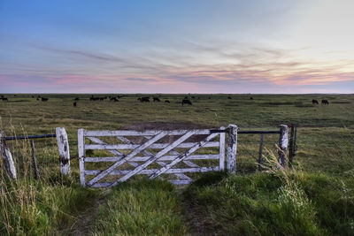 Scenic view of agricultural field against sky during sunset