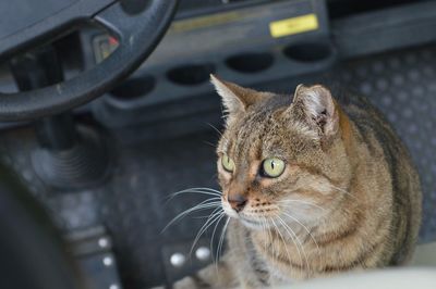 Portrait of cat in car