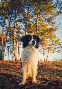 Lovely border collie dog, posing serious expression over the pine forest background.