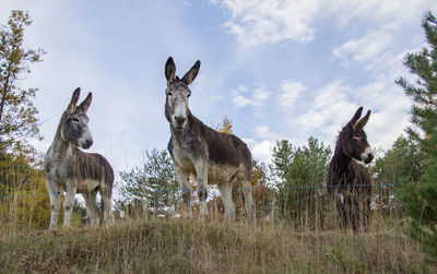 Donkeys standing in a field