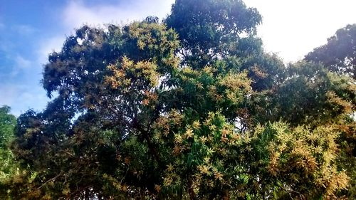 Low angle view of trees in forest