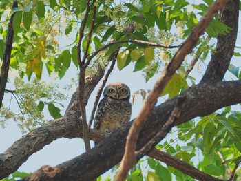 Low angle view of bird sitting on tree
