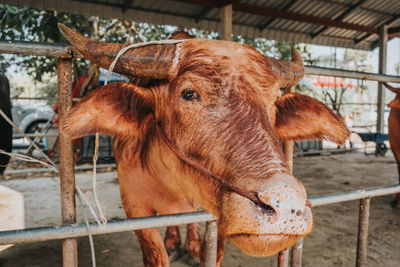 Close-up of a horse in pen