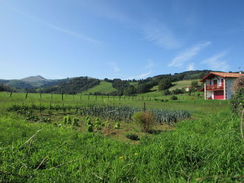 Scenic view of agricultural field against sky
