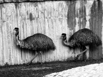 Side view of two birds on wall