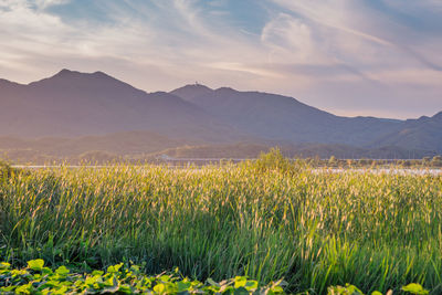 Scenic view of field against sky