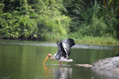 Full length of a bird flying over lake