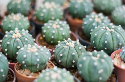 Full frame shot of succulent plants