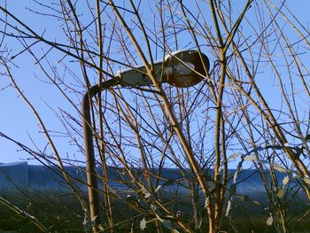 Low angle view of bare tree against clear sky