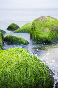 Close-up of mossy rocks on sea shore