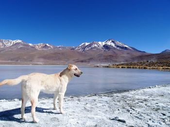 Dog on snowcapped mountain against clear sky