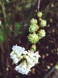 Close-up of fresh white flowers blooming on tree