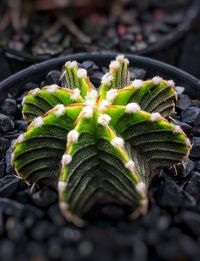 Close-up of succulent plant