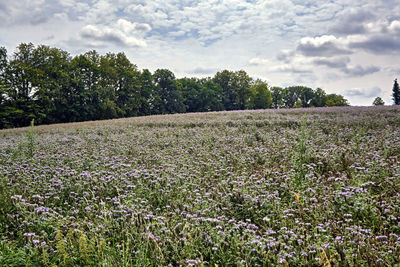 Scenic view of grassy field against sky