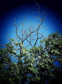 Low angle view of tree against blue sky