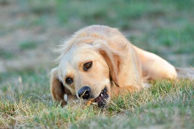 Close-up portrait of dog lying on grass