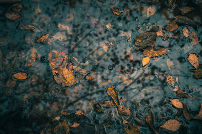 Close-up of yellow flower