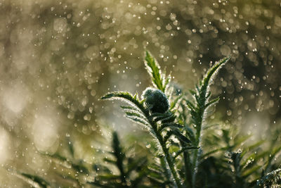 nature