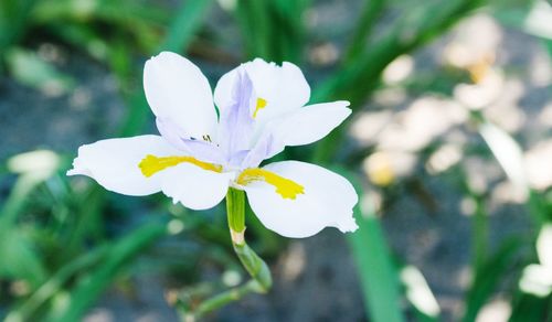 Close-up of white flower