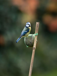 Close-up of bird perching on branch