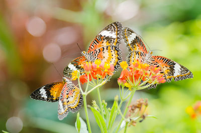 Butterflies pollinating on flowers