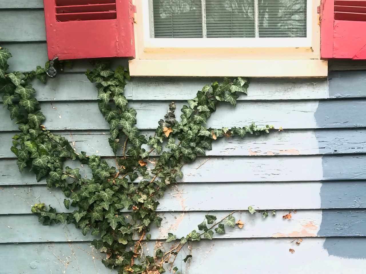 LOW ANGLE VIEW OF IVY ON BUILDING