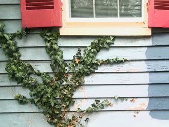 Low angle view of ivy growing on wall of building