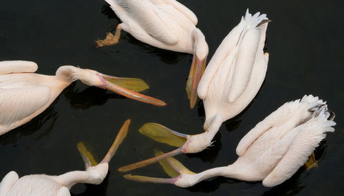 High angle view of pelican swimming in lake