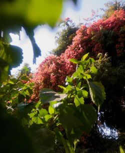 Low angle view of pink flower tree against sky